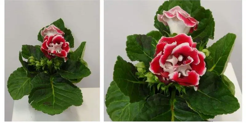 Синнингия Соната Вайт Виз Рэд Д12 