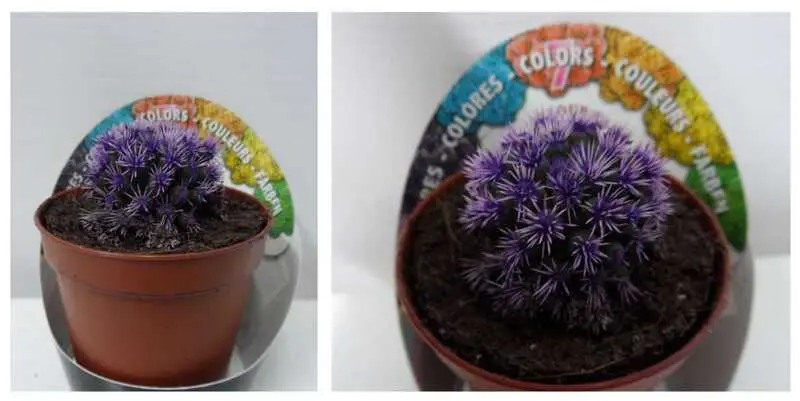 Кактус Пёрпл Д5