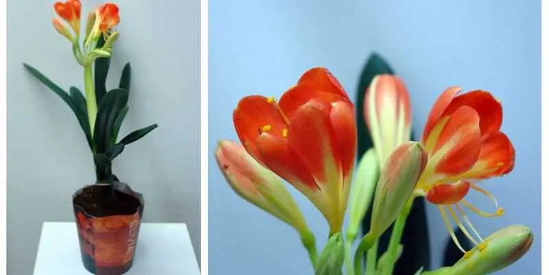 Кливия Миниата Д12