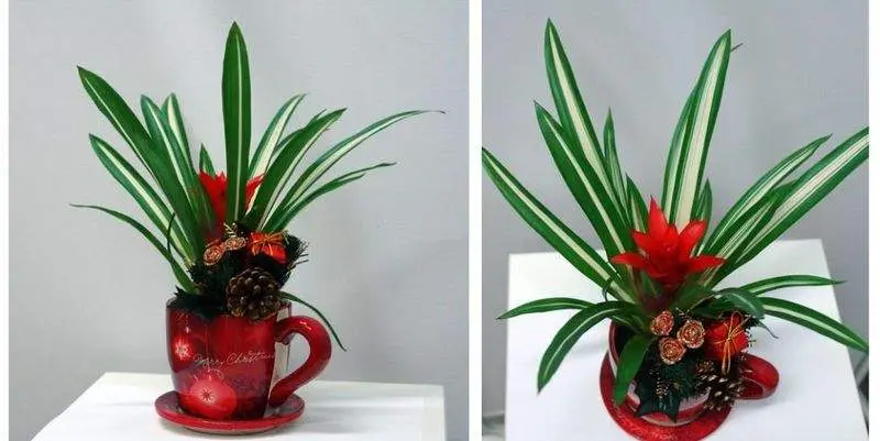 Новогодняя Композиция Гузмания в Чашке