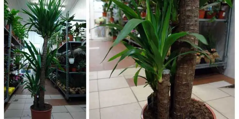 Юкка 4 ст. Д32 Н180