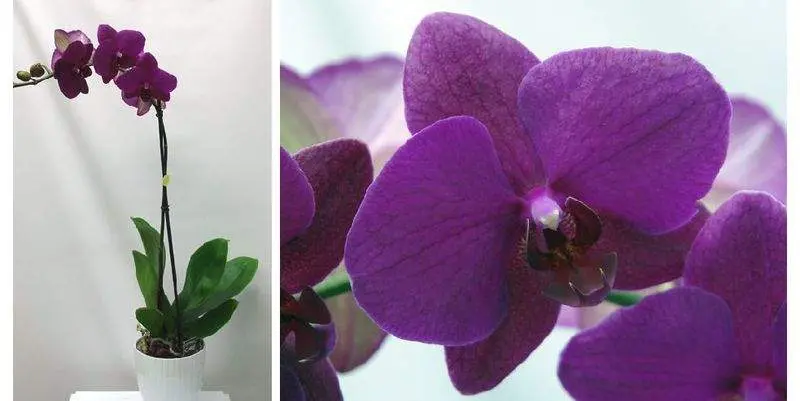 Фаленопсисс Д12 1 ст.