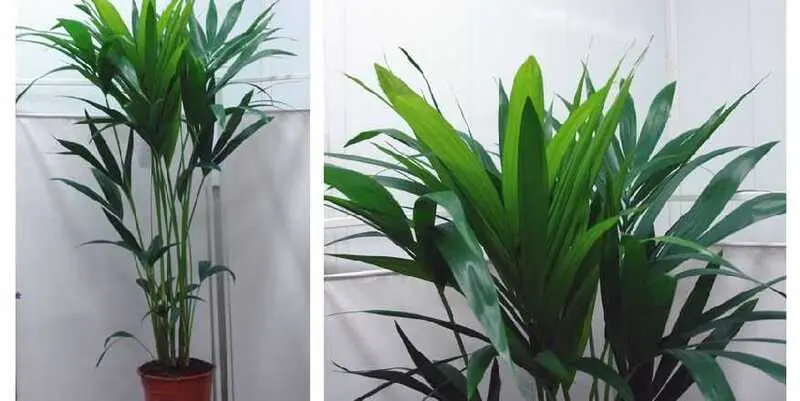 Ховея Н110 Д21 