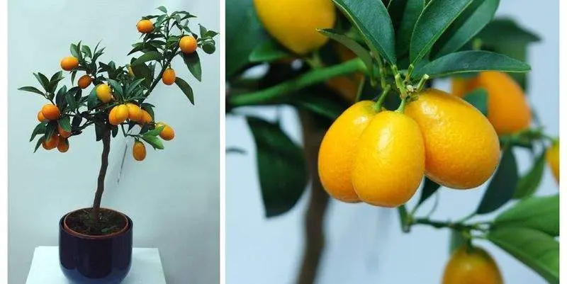 Цитрофортунелла микрокарпа Д15 Н55