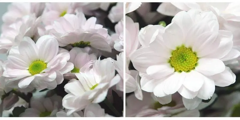 Хризантема Бакарди Перл 