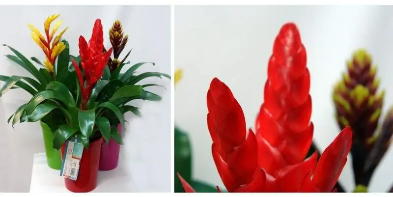 Вриезия Quito (кашпо керамика) Д12 Н50