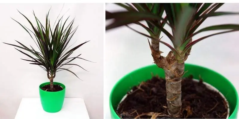 Драцена Маргината маджента 1ст. Д12 Н45