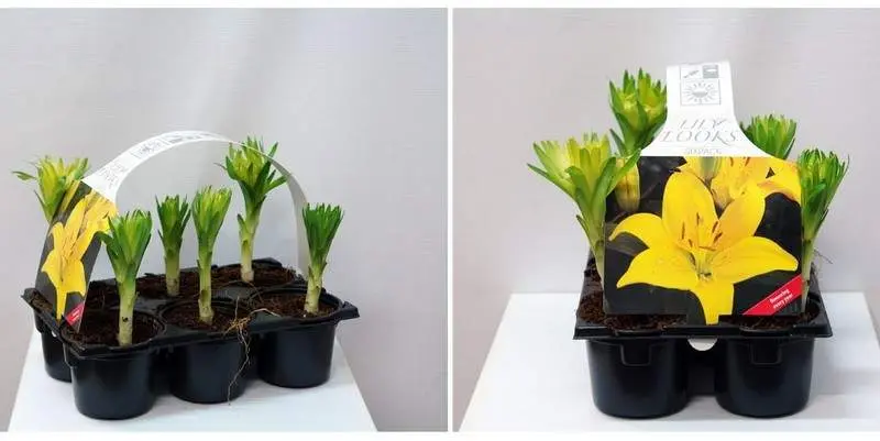 Лилия Азиатская Д9