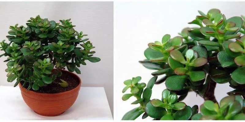 Крассула Овата Минор Д17 Н25 